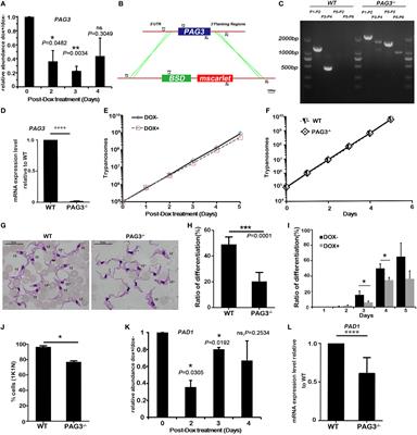 PAG3 promotes the differentiation of bloodstream forms in Trypanosoma brucei and reveals the evolutionary relationship among the Trypanozoon trypanosomes